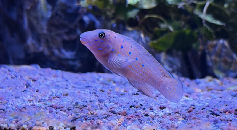 Spathodus sp. 'erythrodon north' Kigoma